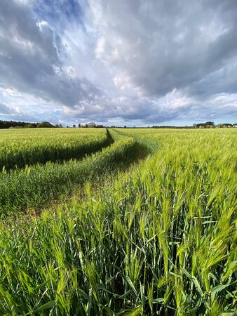 Agricultural land with a crop of barley in the countryside of North Yorkshire in the United Kingdom.の写真素材