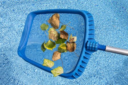 Cleaning leaves from the swimming poolの写真素材