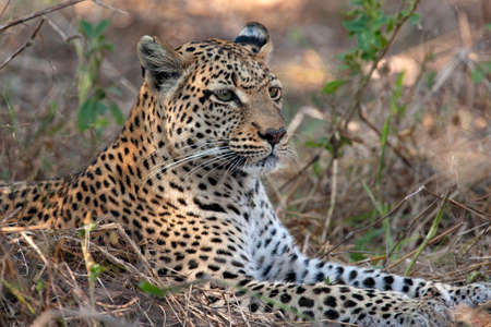 Leopard (Panthera pardus) in the Khwai River region of northern Botswana, Africa.の写真素材