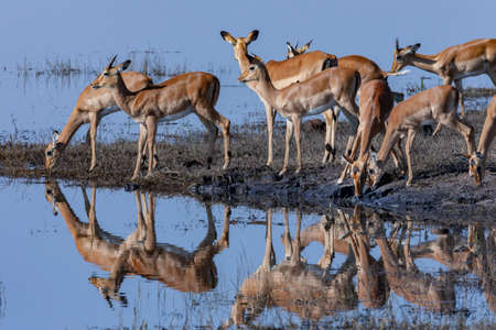 Group of Impala antelopes (Aepyceros melampus) drinking on the riverbank of the Chobe River in Chobe National Park in northern Botswana, Africa.の写真素材