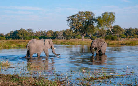 Two African Elephants (Loxodonta africana) in a waterhole in the Savuti region of northern Botswana,...