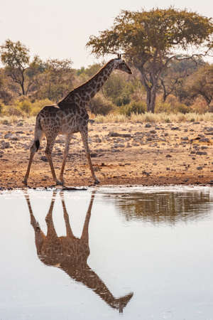 Giraffe (Giraffa camelopardalis) at a waterhole in Etosha National Park in Namibia, Africa.の写真素材