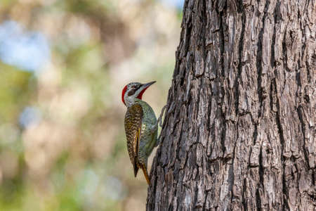 Bennett's woodpecker (Campethera bennettii) in the west of Zimbabwe, Africa.の写真素材