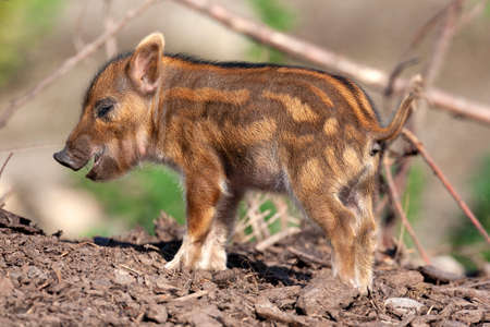 Young African Red River Hog (Potamochoerus porcus)