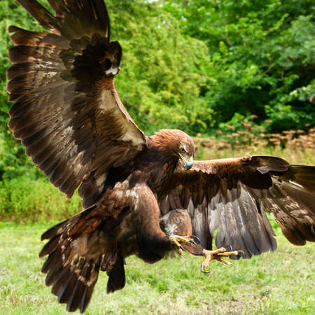 Golden Eagle (Aquila chrysaetos) in the Scottish Highlands.の写真素材