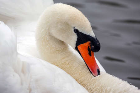 Male Mute Swan - Cygnus olor