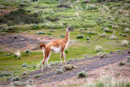 Guanaco (Lama guanicoe) in Torres del Paine National Park in Patagonia in southern Chile,  South America.の写真素材