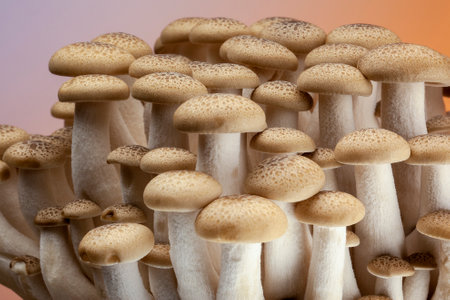 Buna Shimeji are small edible mushrooms native to eastern Asia, especially Japan.
