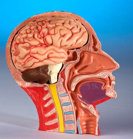 脳血管の写真 イラスト素材一覧 1 576件 ストックフォトのamanaimages Plus