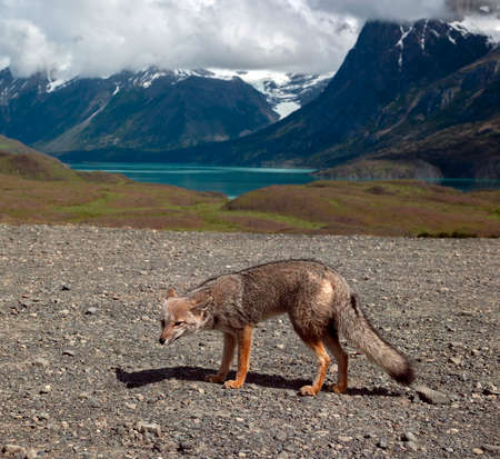 Red Fox (Pseudalopex culpaeus) in Torres del Paine National Park, Patagonia in Chile, South America.の写真素材