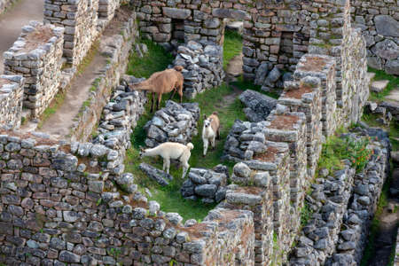 Llama (Lama glama)in the Inca city of Machu Picchu in Peru, South America.の写真素材