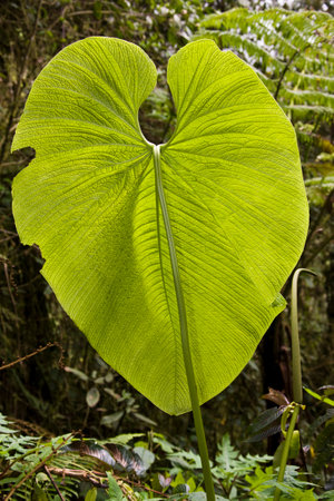 Giant leaf in Mindo cloud forest in the Pichincha region of northern Ecuador, South America.の写真素材