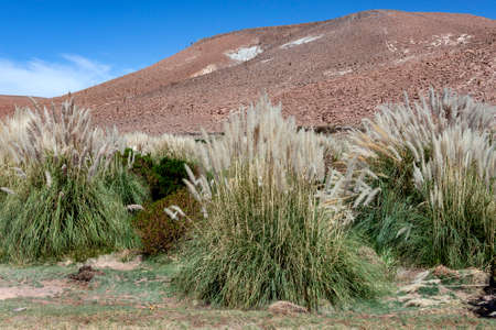 Pampas Grass growing near San Pedro de Atacama in the Atacama Desert in northern Chile, South America.の写真素材