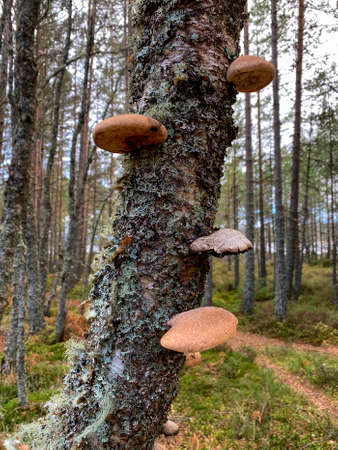 Fomitopsis betulina,  commonly known as the Birch Polypore, Birch Bracket, or Razor Strop Fungus, growing on a Silver Birch tree in the Caledonian Forest, an the ancient (old-growth) temperate rainforest in the Cairngorms in the Highlands of Scotland.の写真素材