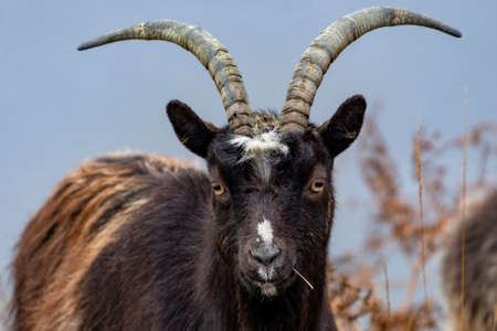 Feral goat in the Highlands of Scotland. feral goats are domestic goat (Capra aegagrus hircus) that have become established in the wild.の写真素材