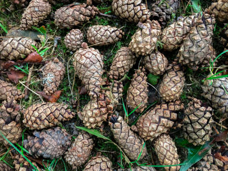 Conifer Cones or Pine Cones - the conical or rounded woody fruit of a pine tree, with scales which...