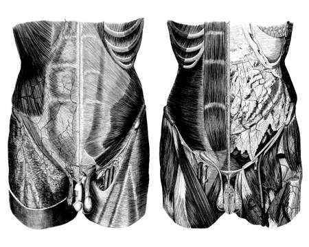 Medical - Victorian Anatomical Illustrations - isolated on a white background for cut out.の写真素材