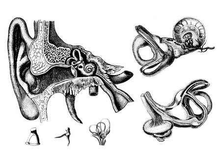 Medical - Victorian Anatomical Illustrations - on a white background for cut out.