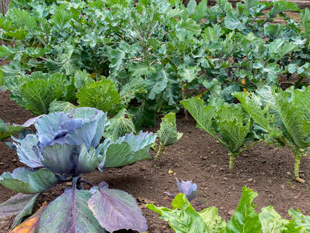 Several types of cabbage (Brassica oleracea) growing in an allotment garden.