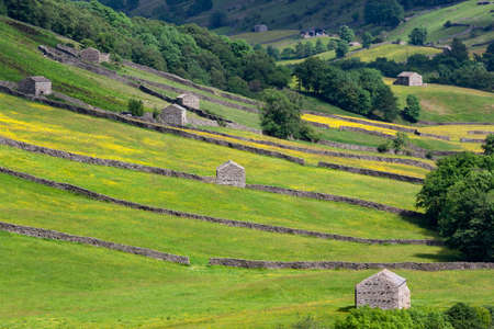 Traditional dry-stone walls and barns in the farmland of the Yorkshire Dales in northeast England.