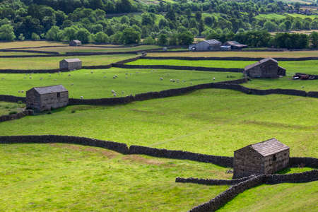 Traditional dry-stone walls and barns in the farmland of the Yorkshire Dales in northeast England.