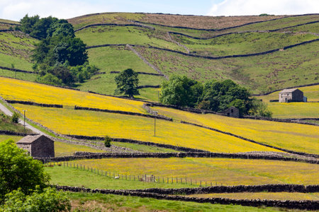 Traditional dry-stone walls and barns in the farmland of the Yorkshire Dales in northeast England.