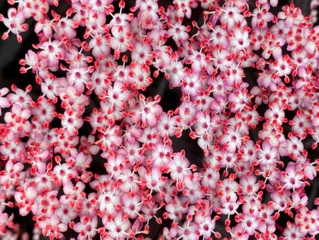 The very small individual flowers of a flower head of the Sambuca Tree (Sambucus nigra) - species of...