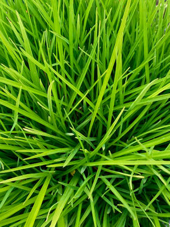 Grass - belongs to the large family Gramineae (or Poaceae; the grass family), and form the dominant vegetation of many areas of the world. Having a growing point that is mainly at ground level makes grasses suitable as the food of many grazing animals, and for use in lawns and playing fields.の写真素材