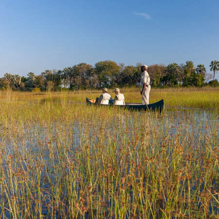 Tourists in a makoro in the reeds of the Okavango Delta in northern Botswana, Africa. All the water reaching the delta is ultimately evaporated and transpired and does not flow into any sea or ocean.のeditorial素材