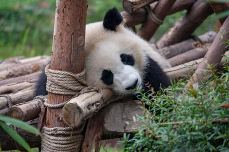 Giant Panda (Ailuropoda melanoleuca) at the Chengdu Research Base of Giant Panda Breeding near the city of Chengdu in Sichuan province, China.のeditorial素材