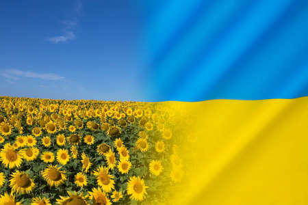 The Sunflower is the national flower of Ukraine.の写真素材
