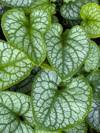 Siberian Bugloss - Brunnera Macrophylla