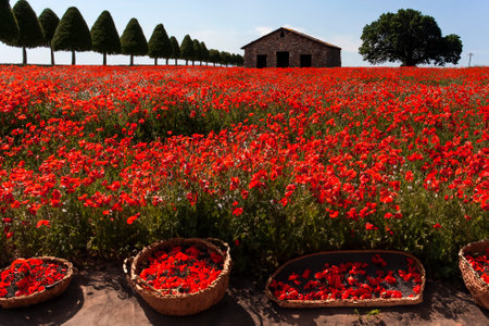 Field of wild poppies in central Franceの写真素材