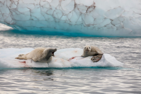 Two Antarctic fur seal (Arctocephalus gazella) resting on a small iceberg near the Melchior Islands in Dallmann Bay, Antarctica.の写真素材