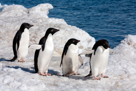 Group of Adelie penguins (Pygoscelis adeliae) on Paulet Island on the Antarctic Peninsula in Antarctica.の写真素材