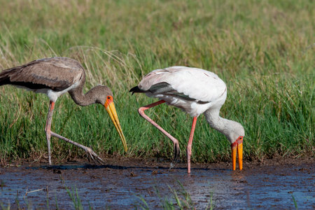 Two Yellow-billed Stork (Mycteria ibis) in the Okavango Delta in Botswana, Africa. The one on the left is a juvenile.の写真素材
