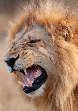 Mature male lion (Panthera leo) in the Savuti Region of Botswana, Africa.の写真素材