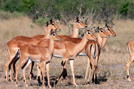 Group of female Impala (Aepyceros malampus malampus) in the Savuti region of Botswana, Africa.の写真素材