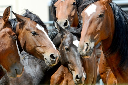 Horsesの写真素材