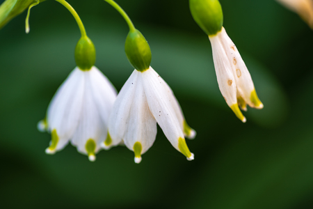 Macro of white bellflowers, soft green background.の写真素材