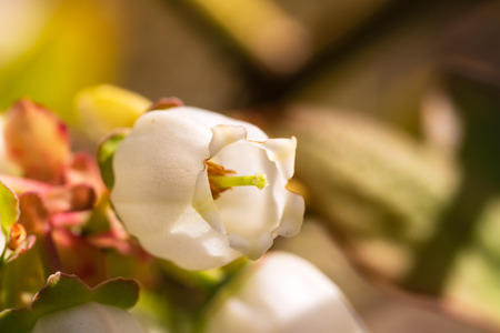 Blueberry blossom macro, nectar on pistil, soft background.の写真素材