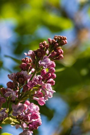 Lilac flowers, soft green leafs in background.の写真素材
