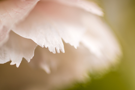 White and pink Cherry Blossom, macro of petal edge.の写真素材