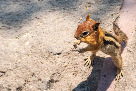 Chipmunk from above, standing with front paws out front, cheeks full.