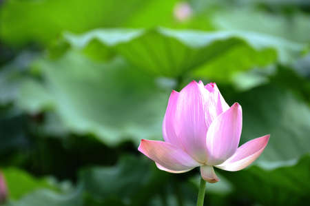 a lotusの写真素材