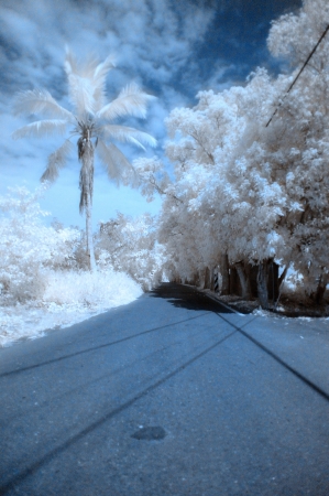IR photographの写真素材