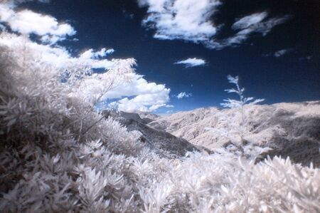 IR photographの写真素材