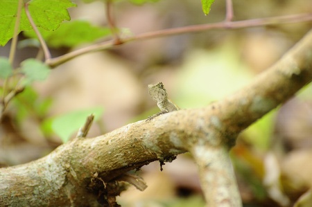 a lizard
