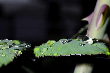 leaf and water dropの写真素材