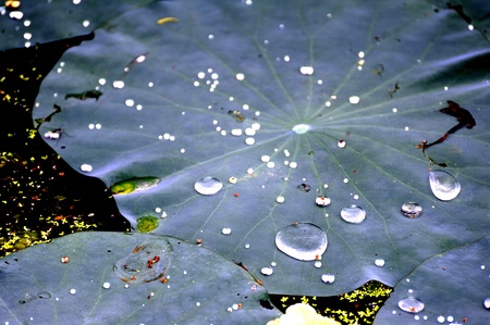 drop of waterの写真素材